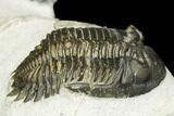 Adrisiops, Austerops & Hollardops Trilobite Association #186746-5